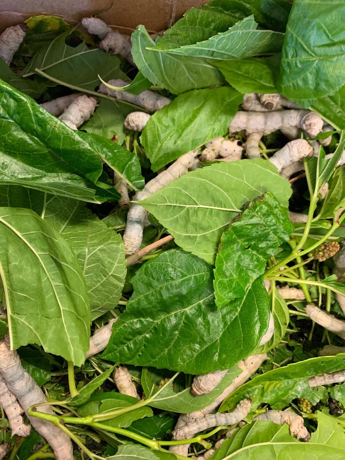 Silk Worms